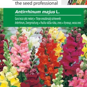 Törpe oroszlánszáj színkeverék, Antirrhinum majus L. - 1 g - 1 g