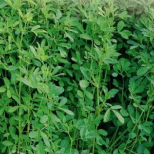 Lucerna 1kg