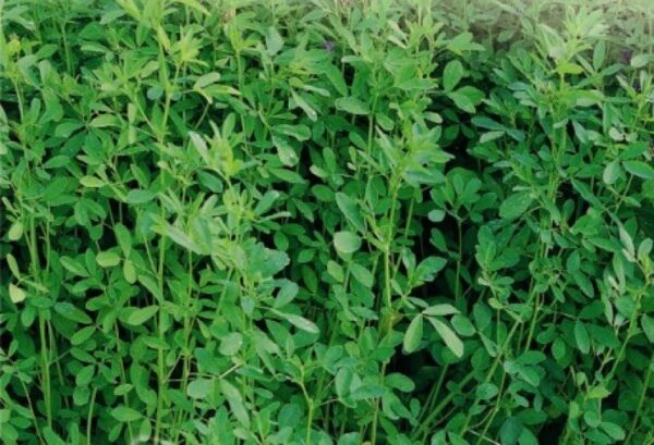 Lucerna 1kg