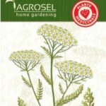 Közönséges cickafark, Achillea millefolium 1,5 g