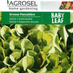 Endívia saláta (Baby Leaf), Grosse Pancaliére  - 2,5 g