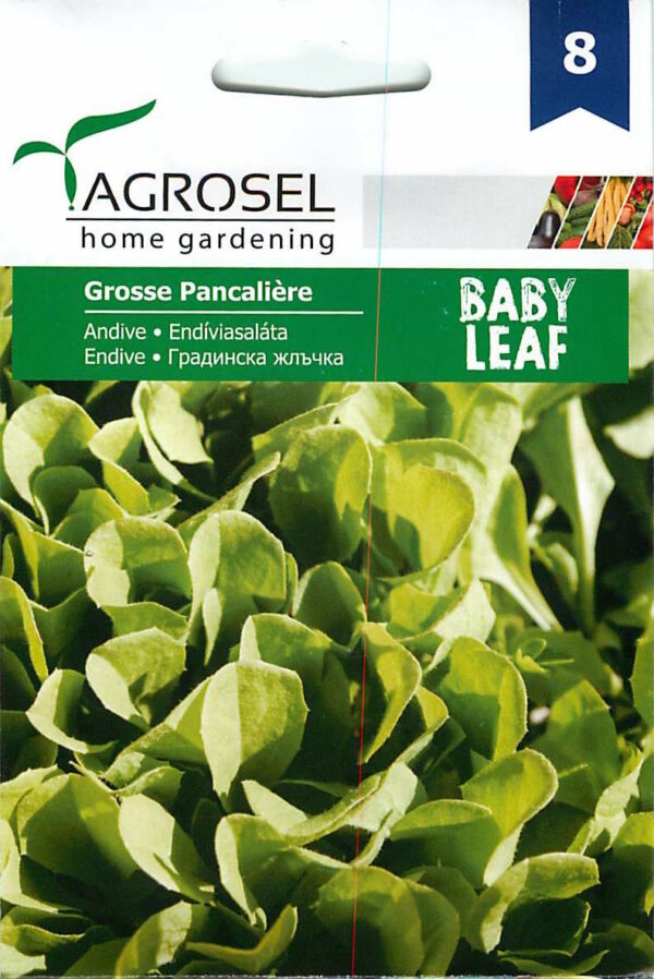 Endívia saláta (Baby Leaf), Grosse Pancaliére  - 2,5 g
