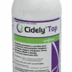 Cidely Top 1 l
