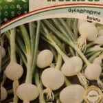 Gyöngyhagyma, Barletta ~ 400 szem