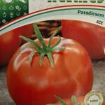 Paradicsom, Ace 55 ~ 100 szem