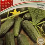 Uborka, Perez F1 - 1 g