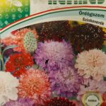Ördögszem (Scabiosa atropurpurea) - 1 g