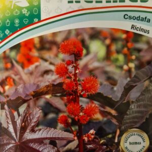 Csodafa (Ricinus communis) - 3 g