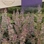 Muskotályzsálya (Salvia sclarea) - 1 g