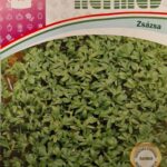 Zsázsa (Lepidium sativum) - 2 g