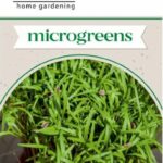 Kapor csíráztatásra - 3,5 g