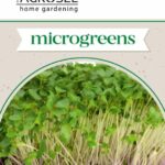 Káposzta csíráztatásra - 8 g