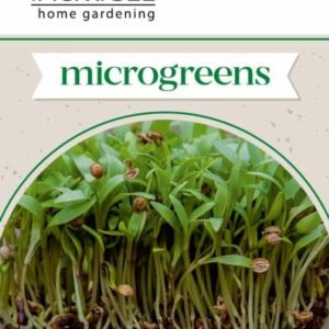 Koriander csíráztatásra - 4 g