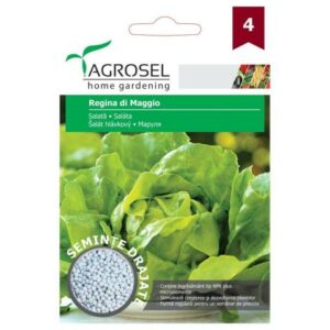 Drazsírozott saláta, Regina di Maggio ~ 500 szem