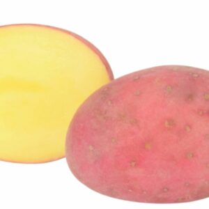 Cartagena vetőburgonya - 50 szem