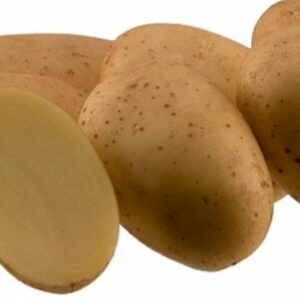 Arizona vetőburgonya - 50 szem