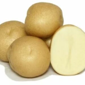 Colomba vetőburgonya - 50 szem