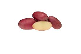 Evolution vetőburgonya - 50 szem