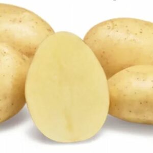 Paradiso vetőburgonya - 50 szem