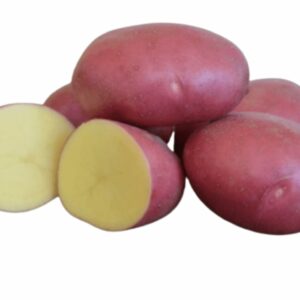 Memphis vetőburgonya - 50 szem