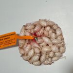 Makói fehér dughagyma 250 g