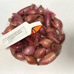 Őszi dughagyma, Sonkahagyma (lila) 250 g
