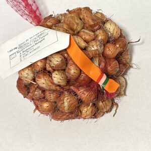 Őszi dughagyma, Stuttgarti 250 g